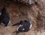 Was wir Menschen in der Natur anrichten: Immer wieder verenden Eltern- und Jungvögel qualvoll in den Nylonnetzen